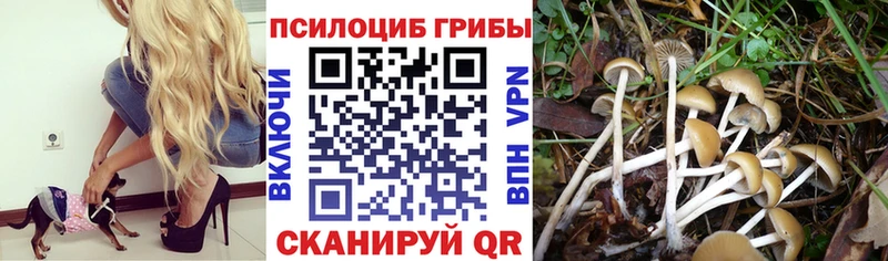 цены наркотик  Хасавюрт  hydra как зайти  Галлюциногенные грибы прущие грибы 